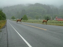 Elk Watching